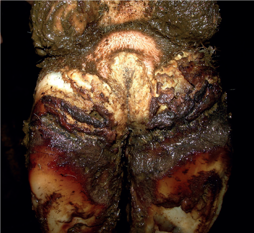 a close up of a human body